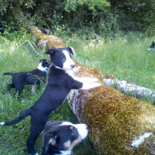 Chiots type border collie #3