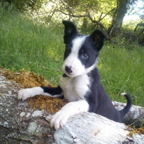 Chiots type border collie #4