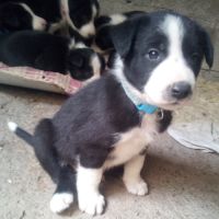Chiots type border collie #1