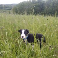 Chiots type border collie #0