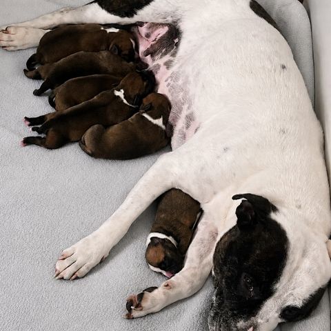 Chiot staffie #2