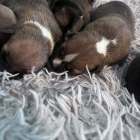 Chiot staffie #1