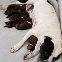 Chiot staffie #2