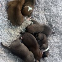 Chiot staffie