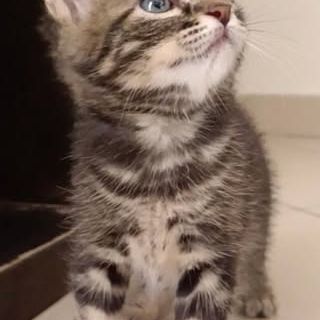 Simon, adorable chaton à l'adoption #1