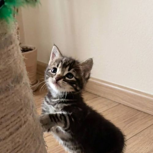 Simon, adorable chaton à l'adoption #2