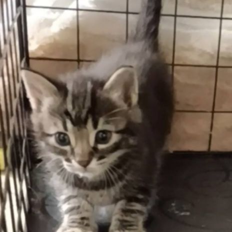 Simon, adorable chaton à l'adoption #3
