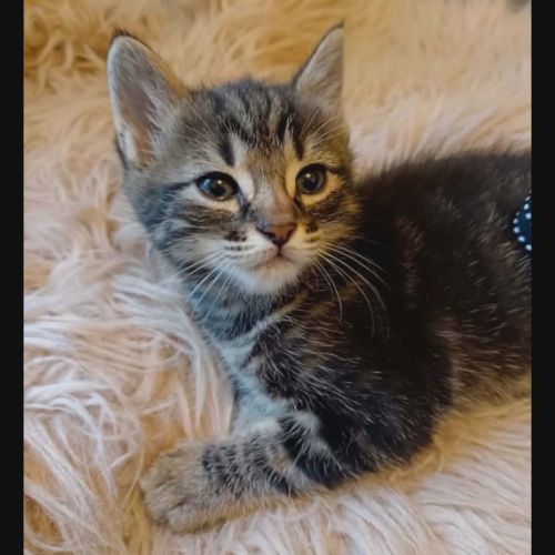 Simon, adorable chaton à l'adoption