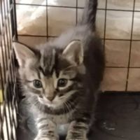 Simon, adorable chaton à l'adoption #3
