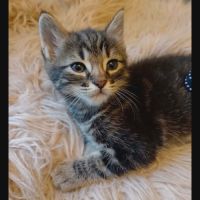 Simon, adorable chaton à l'adoption #0