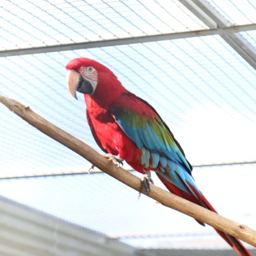 Vente ara chloroptère #0