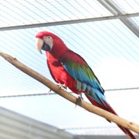 Vente ara chloroptère
