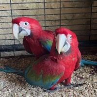 Vente ara chloroptère #2