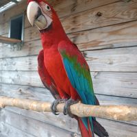 Vente ara chloroptère #3