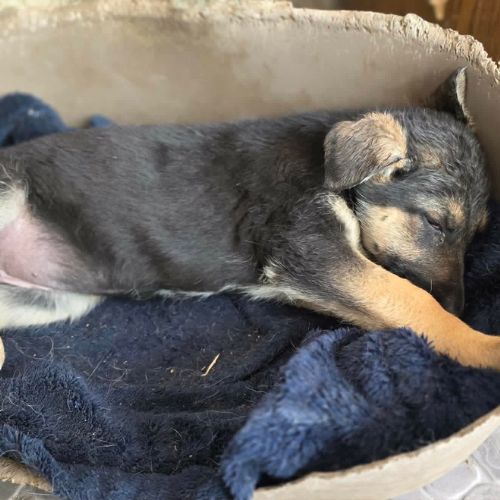 Zina, petite ba rescapée de roumanie, à l'adoption #2