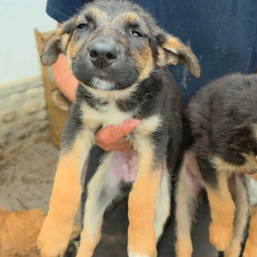 Zina, petite ba rescapée de roumanie, à l'adoption #4