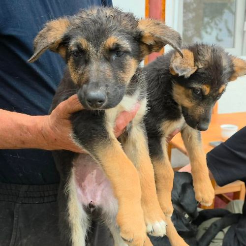 Zina, petite ba rescapée de roumanie, à l'adoption #5