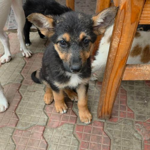 Zina, petite ba rescapée de roumanie, à l'adoption #7