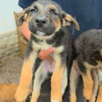 Zina, petite ba rescapée de roumanie, à l'adoption #4