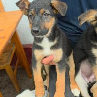Zina, petite ba rescapée de roumanie, à l'adoption #6