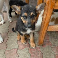 Zina, petite ba rescapée de roumanie, à l'adoption #7