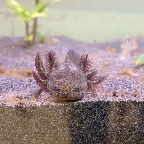 Axolotls juvéniles #1