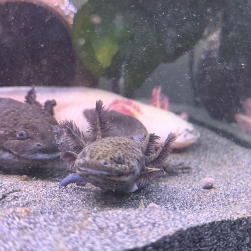Axolotls juvéniles