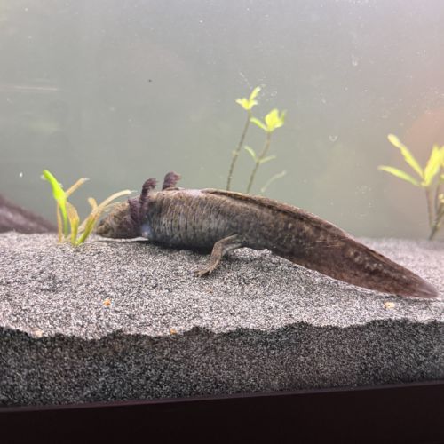 Axolotls juvéniles #3