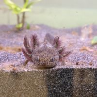 Axolotls juvéniles #1