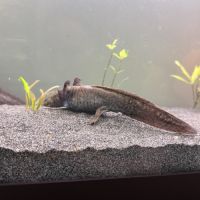 Axolotls juvéniles #3