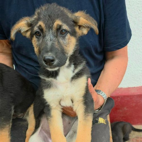 Zodia chiot croisé berger allemande en roumanie #9