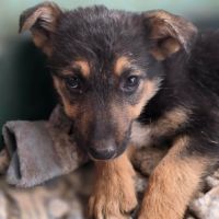 Zodia chiot croisé berger allemande en roumanie