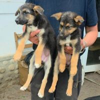 Zodia chiot croisé berger allemande en roumanie #2
