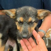 Zodia chiot croisé berger allemande en roumanie #4