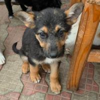 Zodia chiot croisé berger allemande en roumanie #5