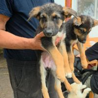 Zodia chiot croisé berger allemande en roumanie #6