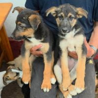 Zodia chiot croisé berger allemande en roumanie #7