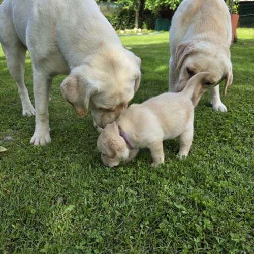 Adorables chiots labradors sable lof #3