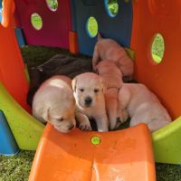 Adorables chiots labradors sable lof #1