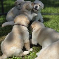 Adorables chiots labradors sable lof
