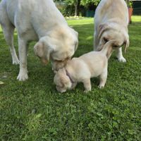 Adorables chiots labradors sable lof #3