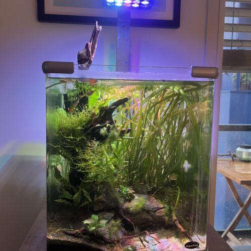 Alevins guppys