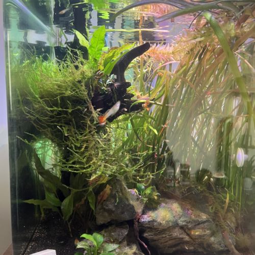 Alevins guppys #2