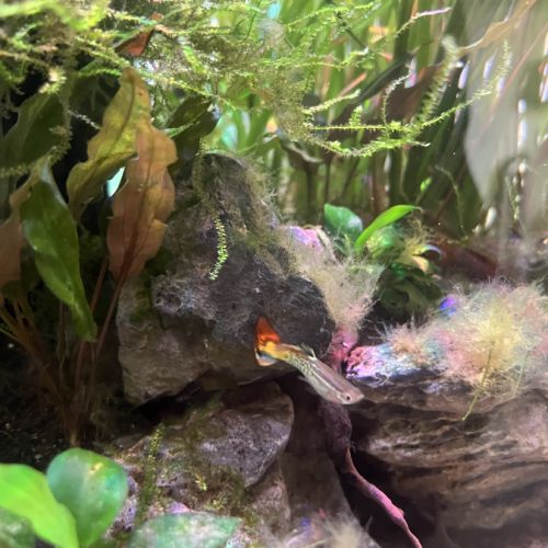 Alevins guppys #3