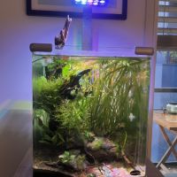 Alevins guppys