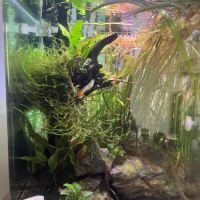 Alevins guppys #2