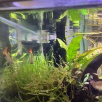 Alevins guppys #4