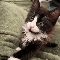 Olive, une vraie boule d’amour #1