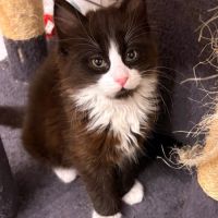 Olive, une vraie boule d’amour