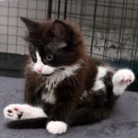 Olive, une vraie boule d’amour #3